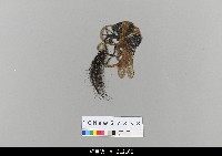 藏品(中國湖北皮影戲偶頭-生)的圖片